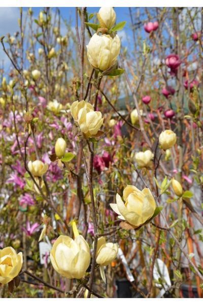 МАГНОЛІЯ 'ХАНІ ТУЛІП' (Magnolia Honey Tulip) 01.003.029 фото