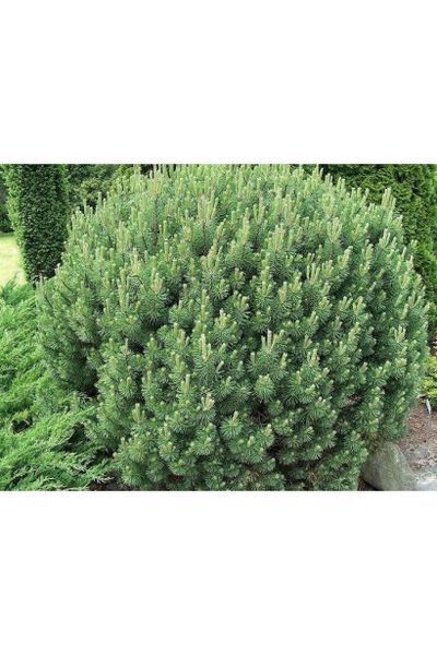 Сосна гірська Мопс(Pinus mugo Mops) 02.003.322 фото