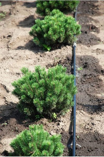 Сосна гірська Мопс(Pinus mugo Mops) 02.003.322 фото