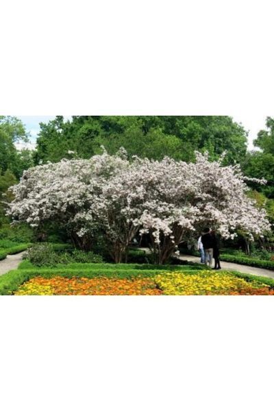 КОЛЬКВІЦІЯ ЧАРІВНА 'ПІНК КЛОУД' (Kolkwitzia amabilis Pink Cloud) 01.065.001 фото