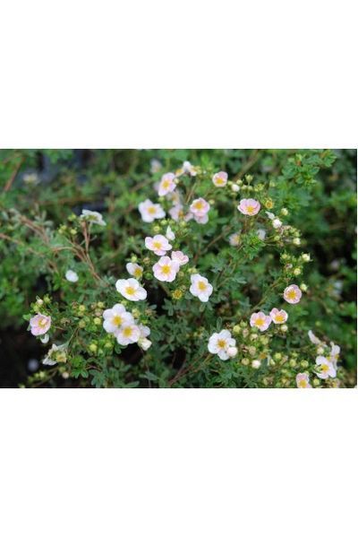 ПЕРСТАЧ КУЩОВИЙ 'ПІНК КВІН' (Potentilla fruticosa Pink) 01.061.004 фото