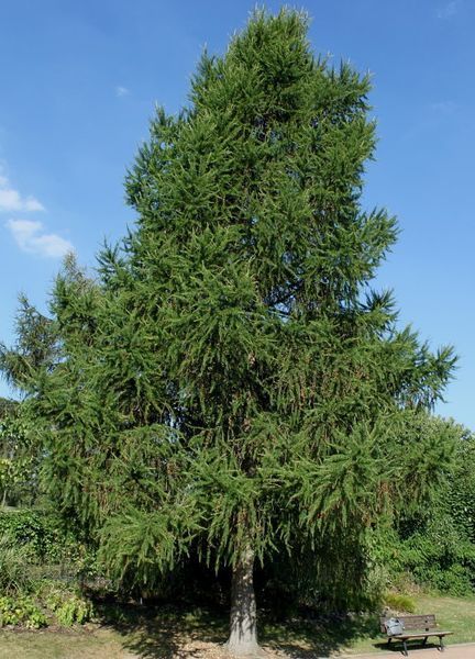 Модрина європейська (Larix decidua) 02.014.019 фото