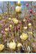 МАГНОЛІЯ 'ХАНІ ТУЛІП' (Magnolia Honey Tulip) 01.003.029 фото 2
