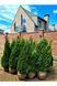Туя західна Smaragd (Thuja occidentalis Smaragd) 02.011.124 фото 1