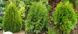 Туя західна Smaragd (Thuja occidentalis Smaragd) 02.011.124 фото 2