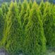 Туя західна Smaragd (Thuja occidentalis Smaragd) 02.011.124 фото 4