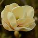 МАГНОЛІЯ 'ХАНІ ТУЛІП' (Magnolia Honey Tulip) 01.003.029 фото 1