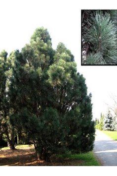 Сосна чорна/австрійська Пірамідаліс (Pinus nigra Pyramidalis) 02.003.463 фото