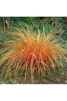 Осока морровіі Еверголд (Carex morrowii Evergold) 03.005.004 фото