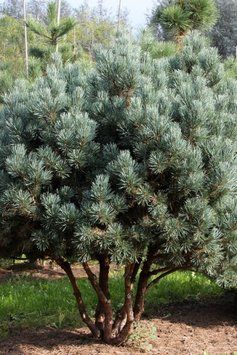 Сосна звичайна Ватерерi К/Ст (Pinus sylvestris Watereri) 02.003.068 фото