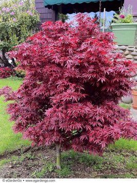 КЛЕН ПАЛЬМОЛИСТИЙ 'ШАІНА' (Acer palmatum Shaina) 01.001.162 фото