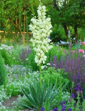 Юка нитчата (Yucca filamentosa) 03.007.001 фото