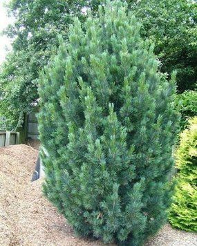 СОСНА КЕДРОВА 'ГЛАУКА' (Pinus cembra Compacta Glauca) 02.003.315 фото