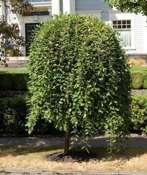 Верба цільнолиста Пендула К/Ст (Salix integra Pendula) 01.056.004 фото