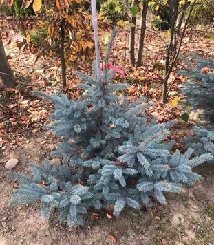ЯЛИНА колюча 'ФЕТ АЛЬБЕРТ' (Picea pungens Fat Albert) 02.002.042 фото