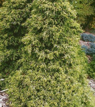 Кипарисовик туполистий 'Цацумі' (Chamaecyparis obtusa Tsatsumi) 02.010.012 фото