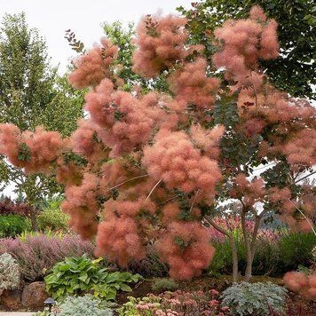 Скумпія шкіряна Грейс(Cotinus coggygria Grace) 01.038.008 фото