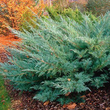 Ялівець віргінський Хетц К/бонсай (Juniperus virginiana Hetz) 02.009.168 фото