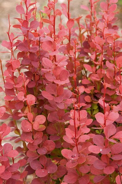 БАРБАРИС ТУНБЕРГА 'ОРАНЖ РОКЕТ' (Berberis thunbergii Orange Roket) 01.030.007 фото