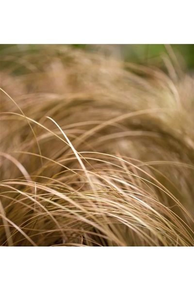 Осока морровіі Еверголд (Carex morrowii Evergold) 03.005.004 фото