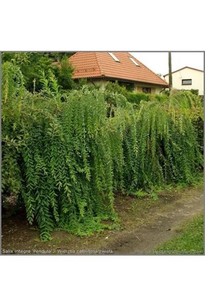 Верба цільнолиста Пендула К/Ст (Salix integra Pendula) 01.056.004 фото