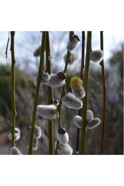 Верба цільнолиста Пендула К/Ст (Salix integra Pendula) 01.056.004 фото