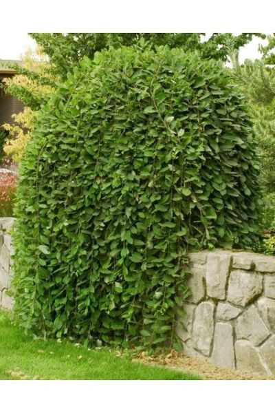 Верба цільнолиста Пендула К/Ст (Salix integra Pendula) 01.056.004 фото