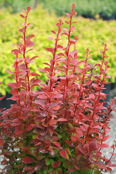 БАРБАРИС ТУНБЕРГА 'ОРАНЖ РОКЕТ' (Berberis thunbergii Orange Roket) 01.030.007 фото