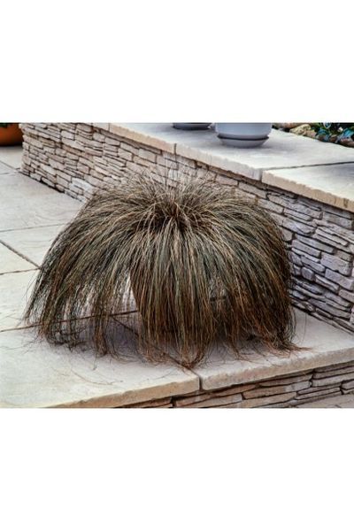 Осока морровіі Еверголд (Carex morrowii Evergold) 03.005.004 фото