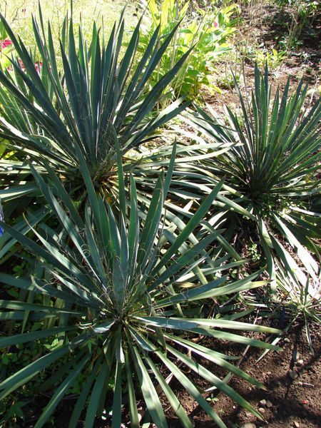 Юка нитчата (Yucca filamentosa) 03.007.001 фото