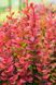 БАРБАРИС ТУНБЕРГА 'ОРАНЖ РОКЕТ' (Berberis thunbergii Orange Roket) 01.030.007 фото 1