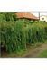 Верба цільнолиста Пендула К/Ст (Salix integra Pendula) 01.056.004 фото 4