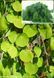 Багряник японський Пендулум (Cercidiphyllum japonicum Pendulum) 01.045.001 фото 1