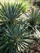 Юка нитчата (Yucca filamentosa) 03.007.001 фото 2