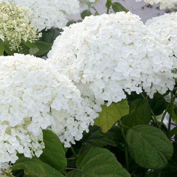ГОРТЕНЗІЯ ДЕРЕВОВИДНА 'АНАБЕЛЬ' (Hydrangea arborescens Annabelle) 01.034.049 фото