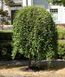 Верба цільнолиста Пендула К/Ст (Salix integra Pendula) 01.056.004 фото 1