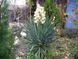 Юка нитчата (Yucca filamentosa) 03.007.001 фото 3