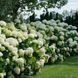 ГОРТЕНЗІЯ ДЕРЕВОВИДНА 'АНАБЕЛЬ' (Hydrangea arborescens Annabelle) 01.034.049 фото 1