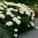 ГОРТЕНЗІЯ ДЕРЕВОВИДНА 'АНАБЕЛЬ' (Hydrangea arborescens Annabelle) 01.034.049 фото 2