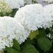 ГОРТЕНЗІЯ ДЕРЕВОВИДНА 'АНАБЕЛЬ' (Hydrangea arborescens Annabelle) 01.034.049 фото 3