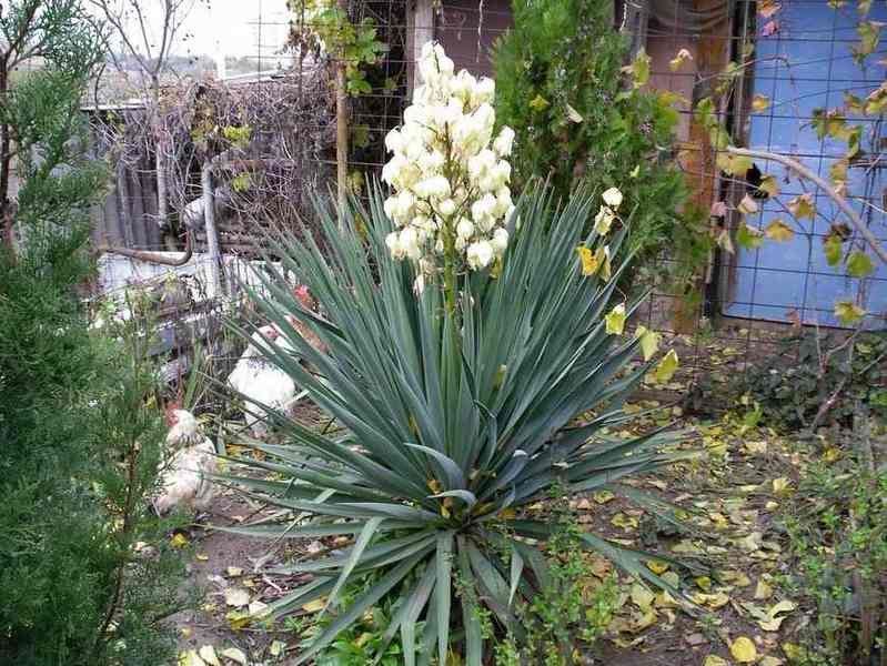 Юка нитчата (Yucca filamentosa) 03.007.001 фото