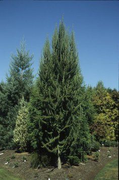 Модрина європейська (Larix decidua) 02.014.007 фото