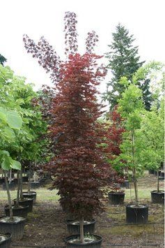 Клен гостролистий &lsquo;Crimson Sentry&rsquo; (Acer platanoides Crimson Centry) 01.001.141 фото