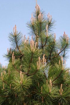 Сосна кримська (Pinus palasiana) 02.003.197 фото