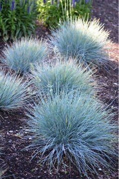 Вівсяниця блакитна(Festuca glauca Intense Blue) 03.006.005 фото