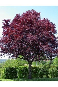 СЛИВА РОЗЛОГА 'ПІССАРДІ НІГРА' (Prunus cerasifera (pissardii) Nigra /200+) 01.013.021 фото
