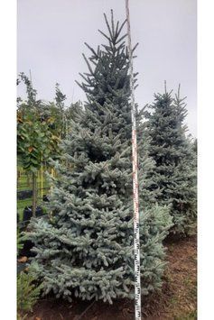 Ялина колюча блакитна Глаука (Picea pungens Glauca) 02.002.207 фото