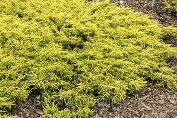 Ялівець звичайний Голдшатц (Juniperus communis Goldschatz) 02.009.026 фото