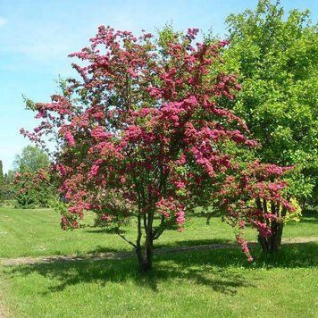 Глід звичайний &lsquo;Paul&rsquo;s Scarlet&rsquo; (Crataegus laevigata Pauls Scarlet) 01.023.003 фото