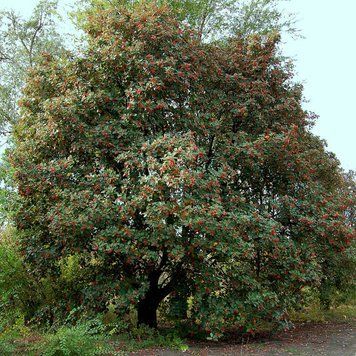 Горобина проміжна С (Sorbus intermedia С) 01.027.004 фото